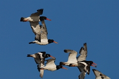 David Plant Photography - Wildlife Photographer - Oystercatcher - L